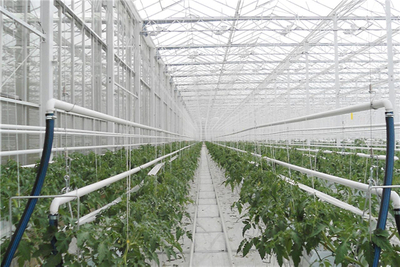 Gas/Coal Burning Heating System for Multi-Span Film Agriculture Greenhouse for Vegetables