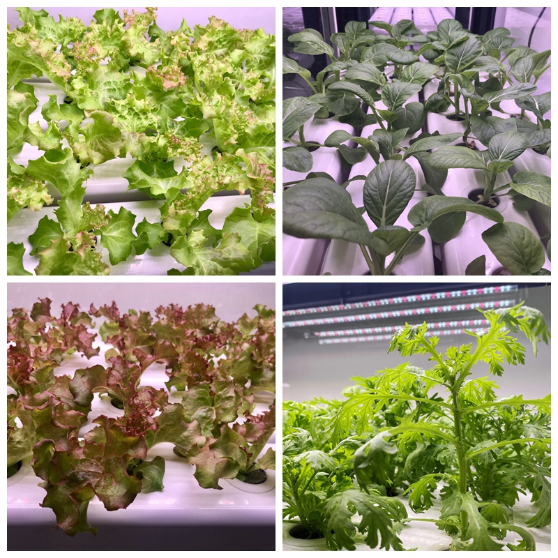 Vegetable Plants Hydroponic Farm Hidroponic System Greenhouse Equipment