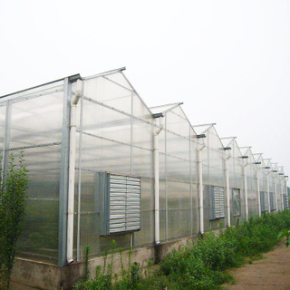 High Performance Venlo Polycarbonate Greenhouse for Hydroponics