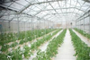 Agriculture Greenhouse Hydroponic Growing Nutrients Systems