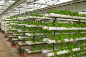 Hydroponics Plants Growing Agriculture/ Commercial Hydroponic Greenhouse Systems