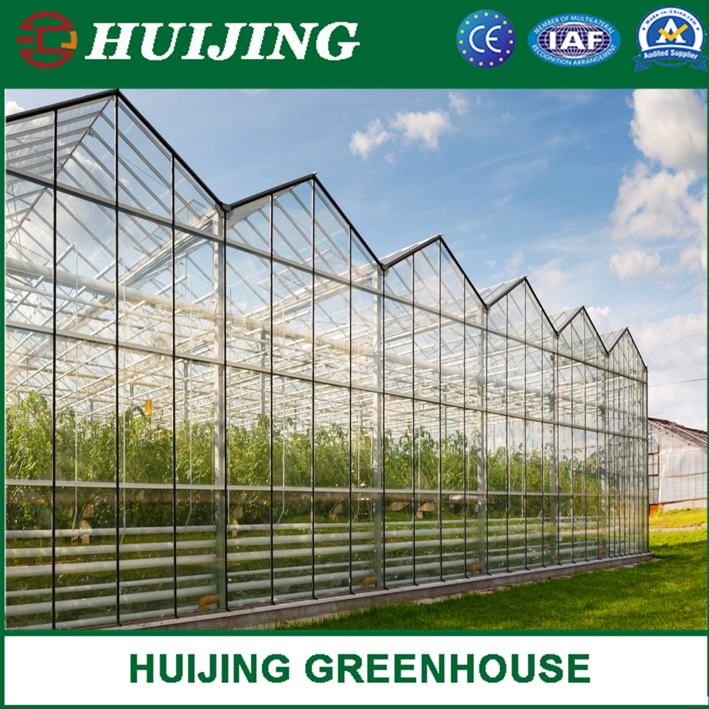 Glass Greenhouse with Hot Galvanized Steel Framework for Agriculture/Stock Farming/Restaurant
