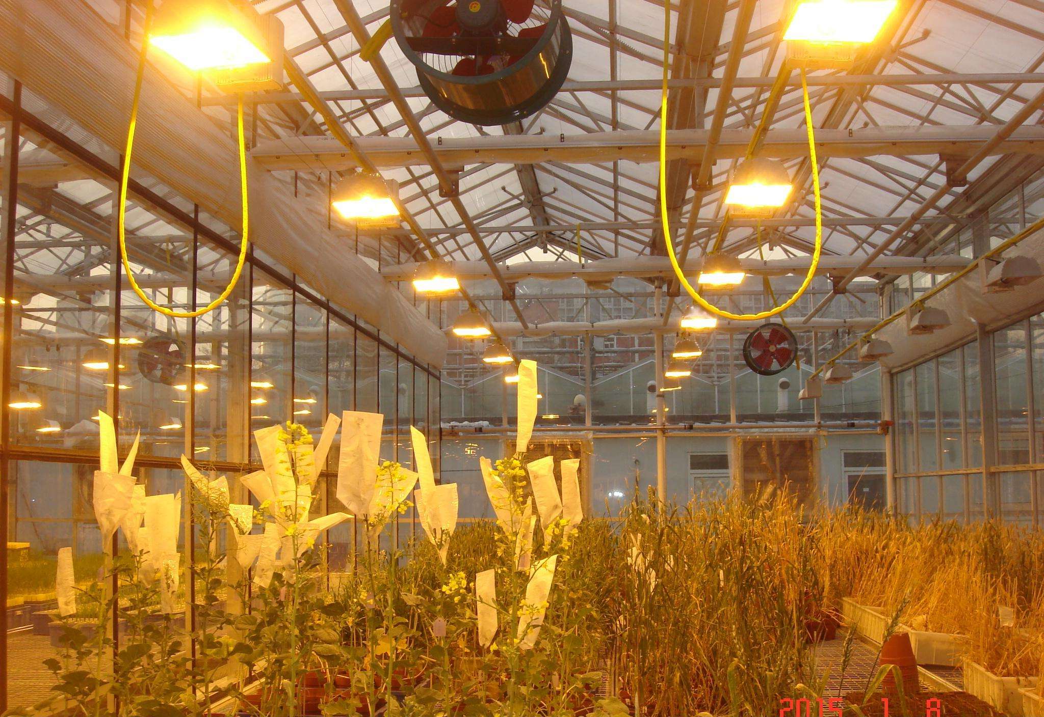 greenhouse-lighting-system-buy-product-on-huijing-greenhouse