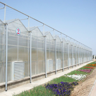 Complete Venlo Polycarbonate/Glass Covering Greenhouse Solution