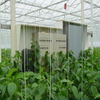 Hot sale Automated Greenhouse Environment Control System Venlo Greenhouse Agricultural Greenhouse for Vegetables/flowers/fruits/garden/tomato/crop/corn